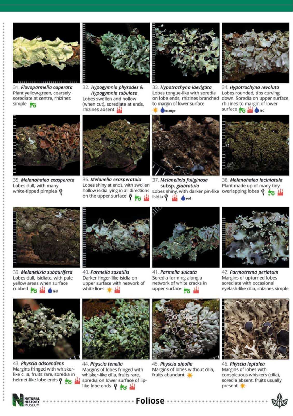 Lichens on twigs