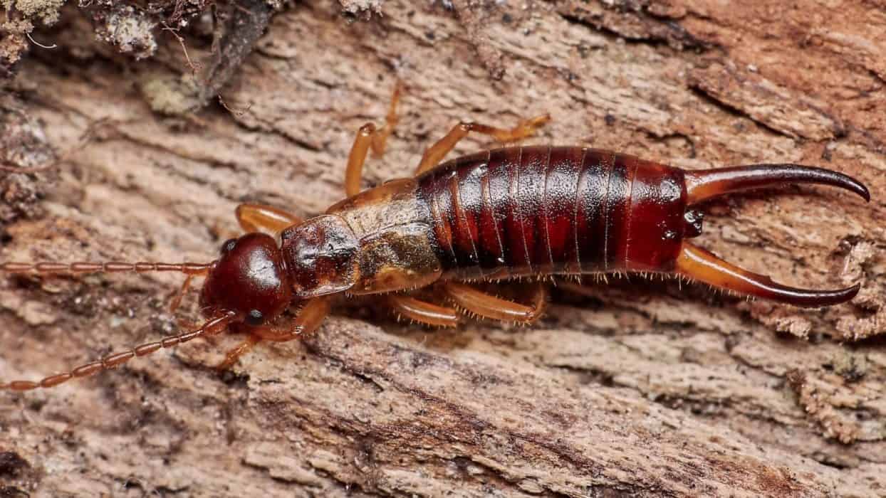 The Minibeast, The Myth, The Legend Earwigs in the UK Field Studies