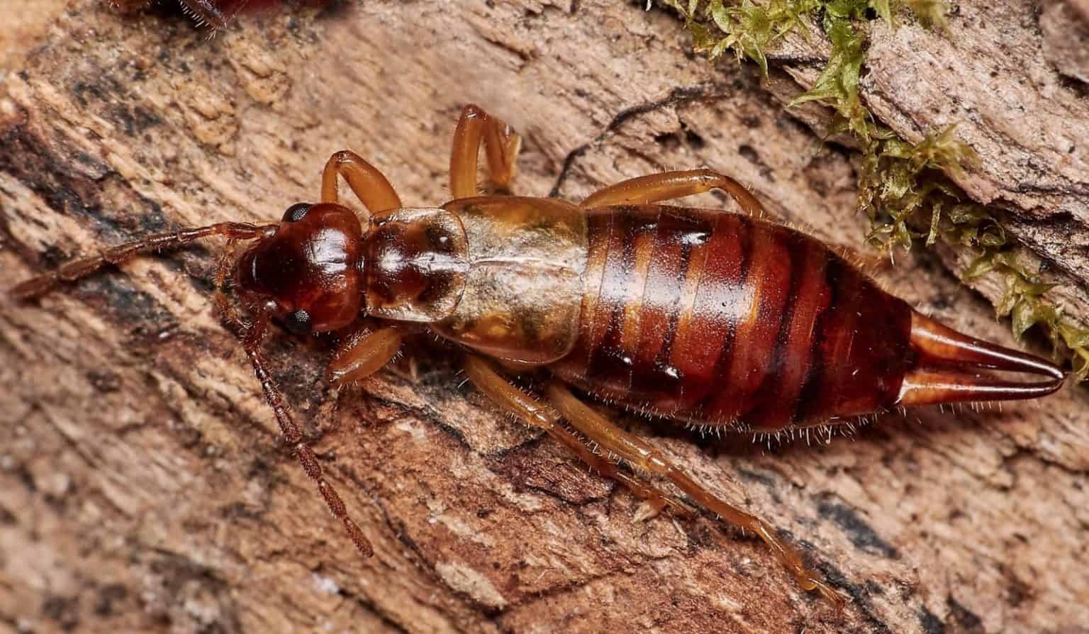 The Minibeast, The Myth, The Legend Earwigs in the UK Field Studies