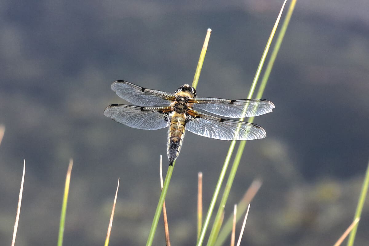 Dragonfly flying over water