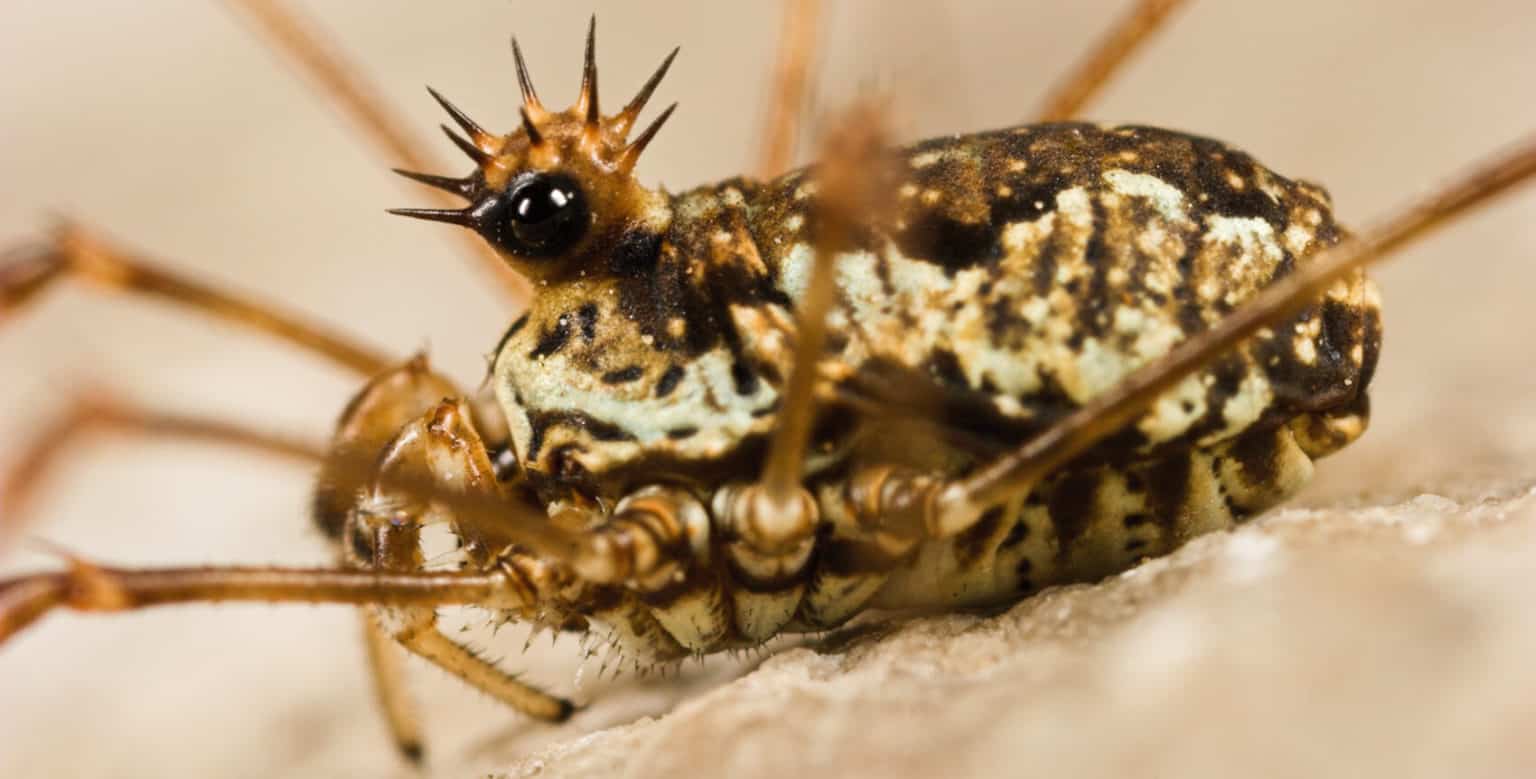Harvestman Rakes Harvestmen – Field Studies Council