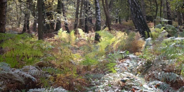 epping forest