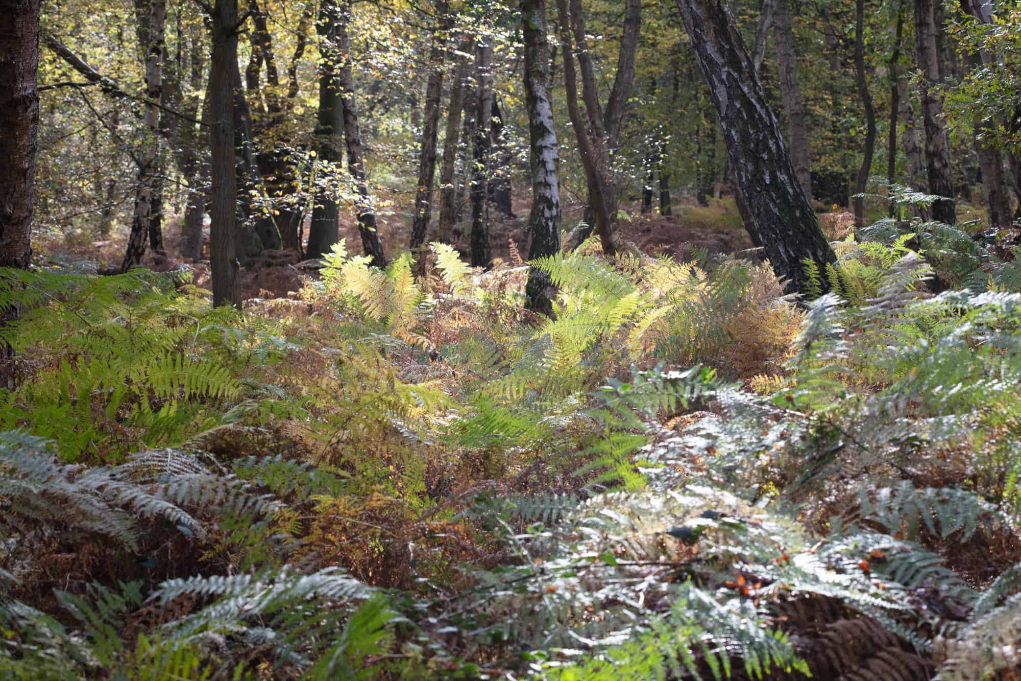 epping forest