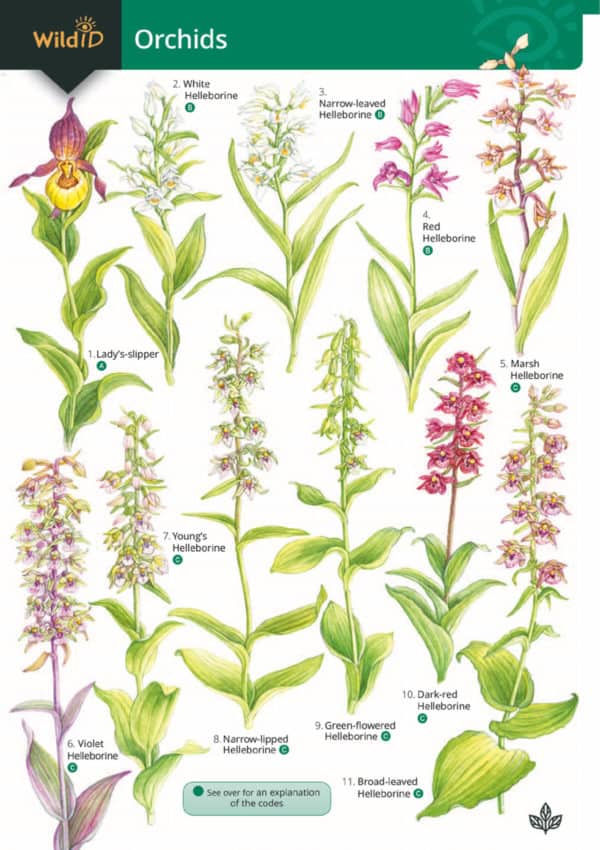 orchids guide