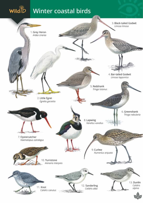 winter coastal birds guide