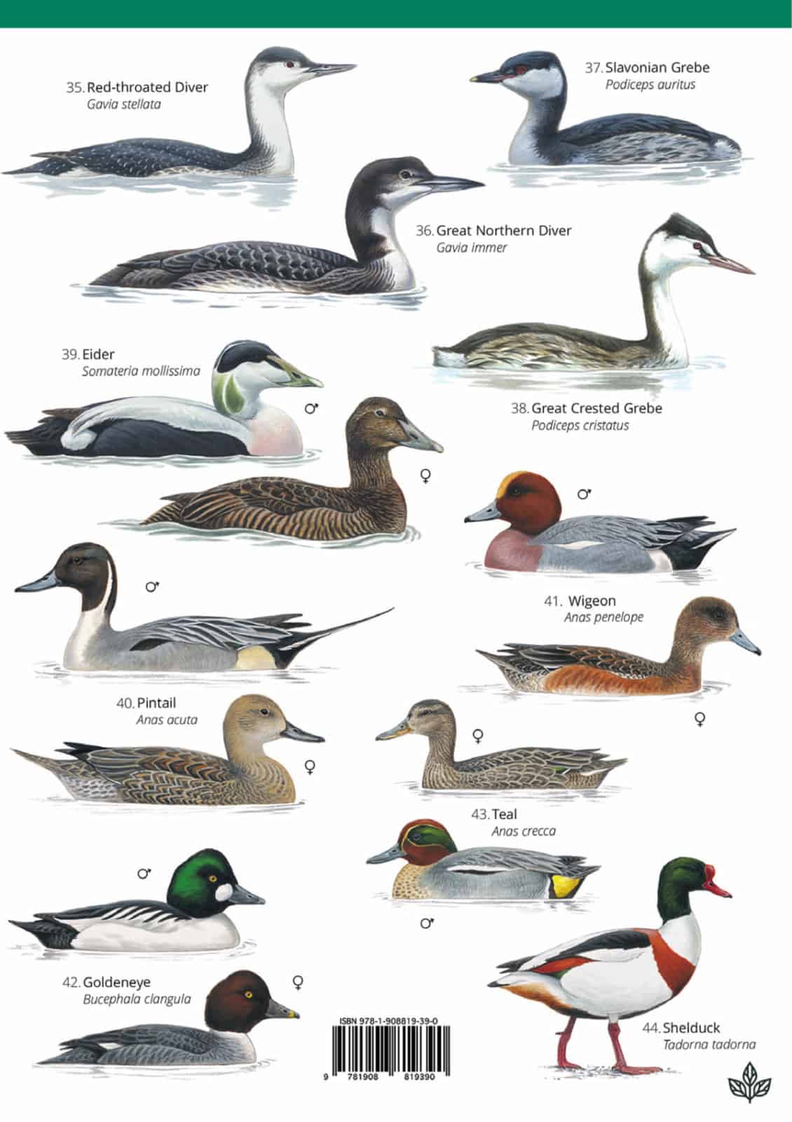 winter coastal birds guide