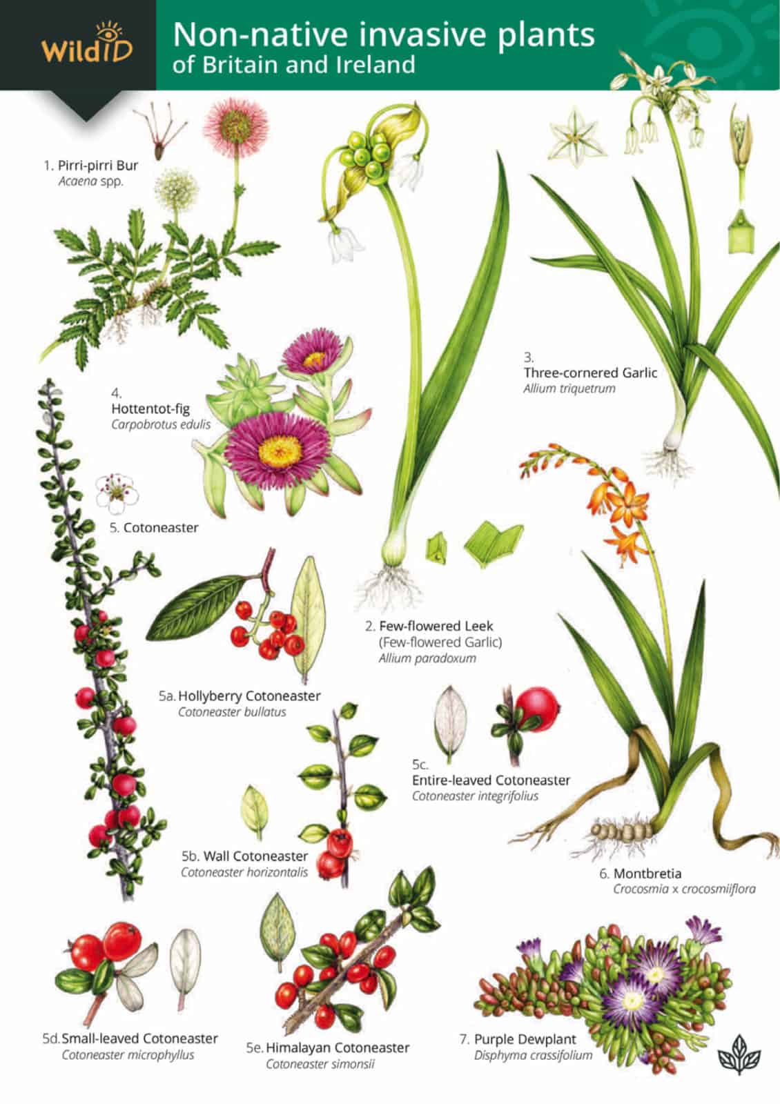 Non-native invasive plants guide