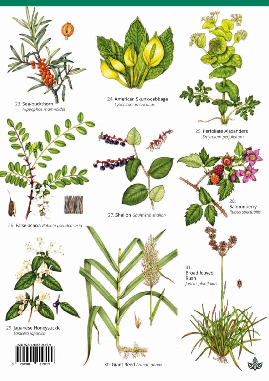 Non-native invasive plants guide