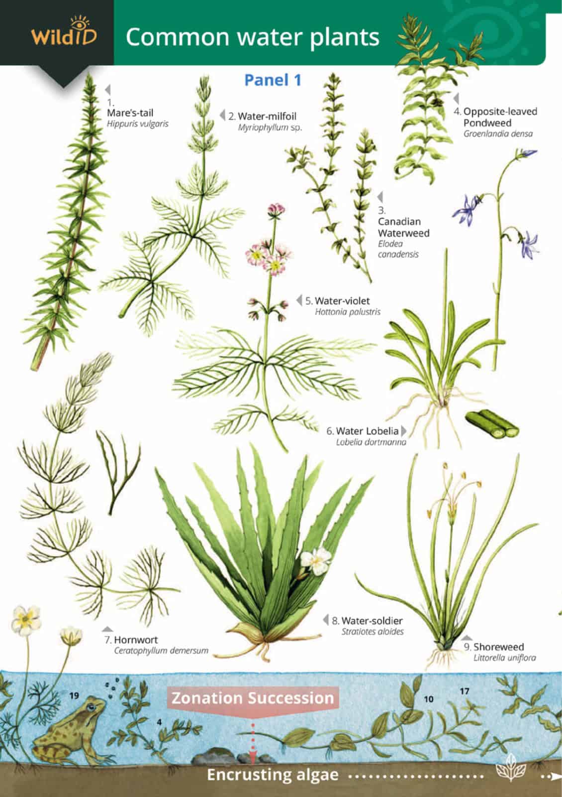 Aquatic Plant Basics