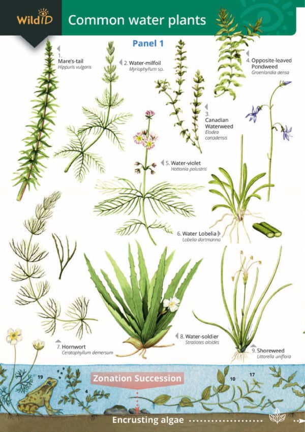 aquatic plants with their names