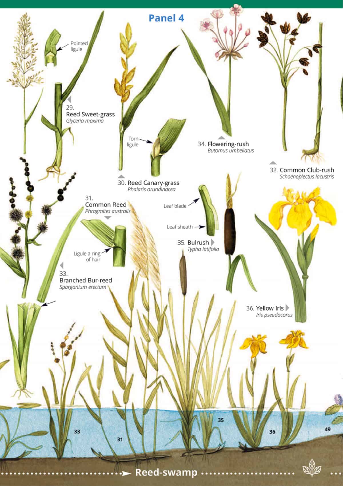 Water plants guide Field Studies Council