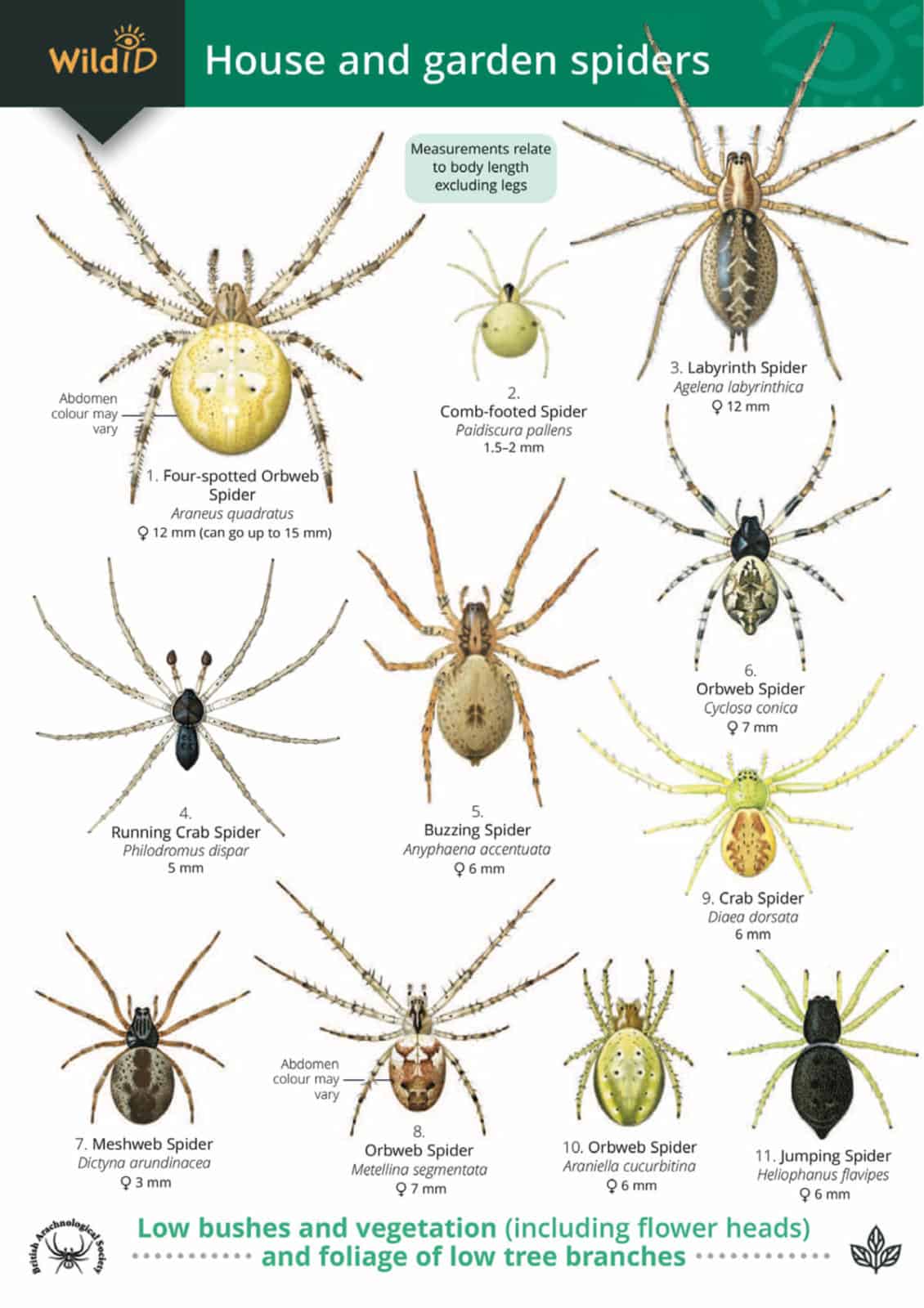 Spiders guide