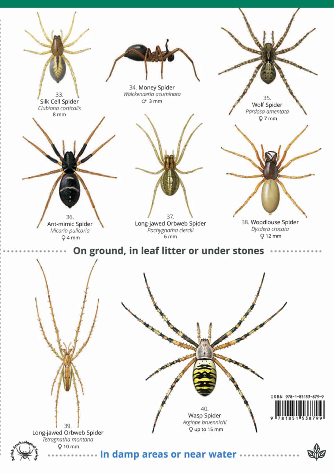 Spiders guide