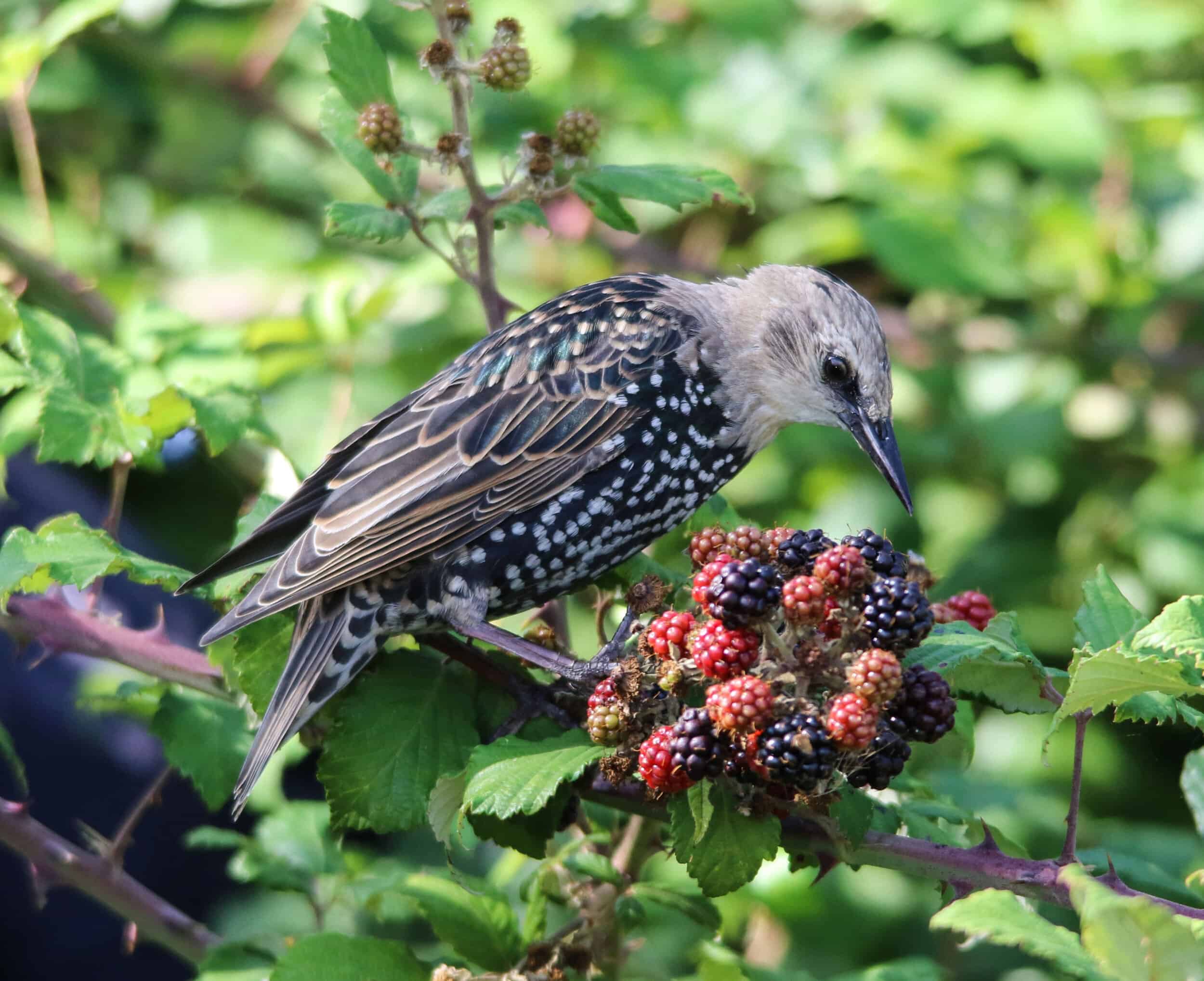 Starling eating blackberries