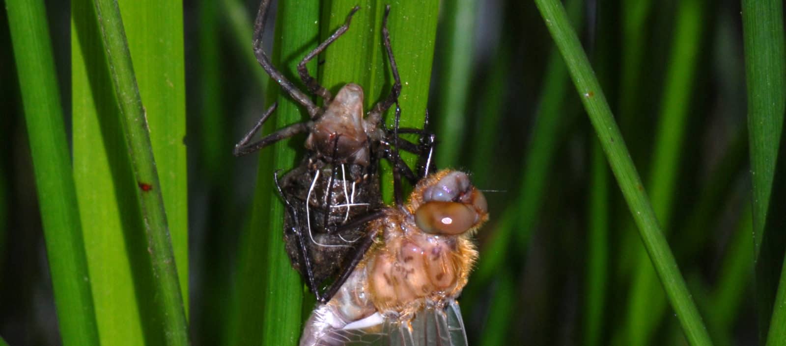 4 spotted chaser