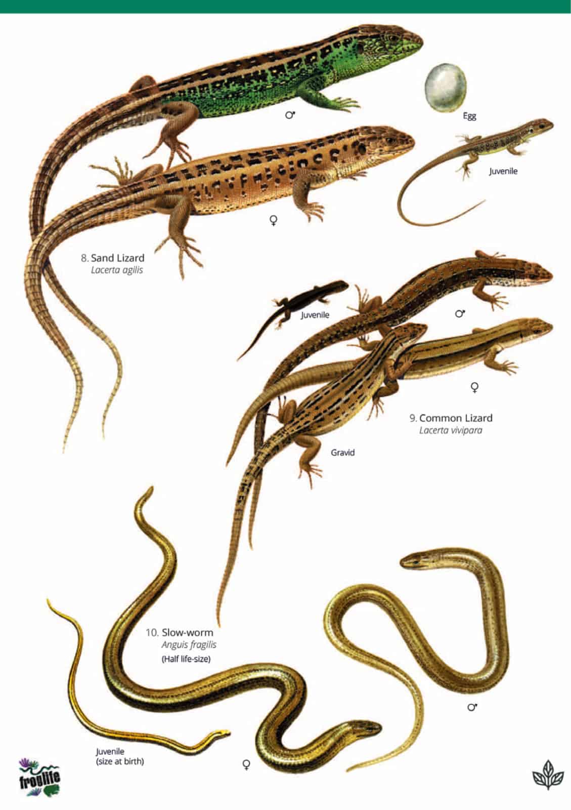 Reptiles and amphibians guide