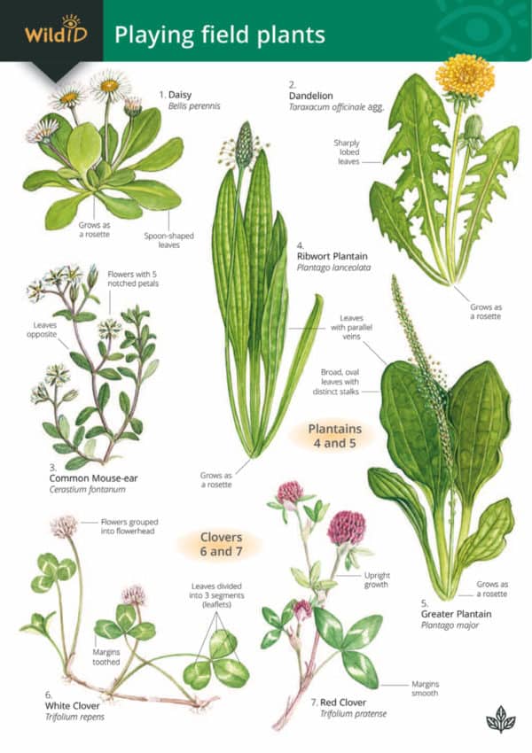 Playing field plants guide