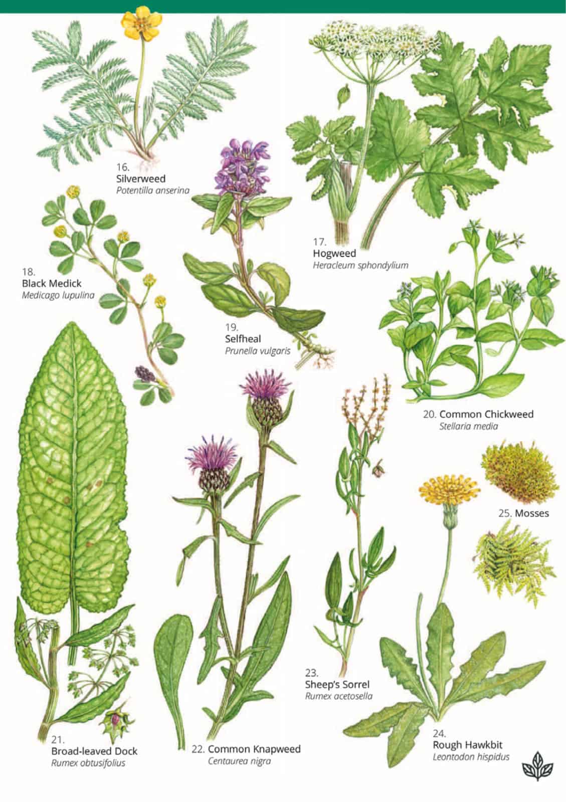 Playing field plants guide