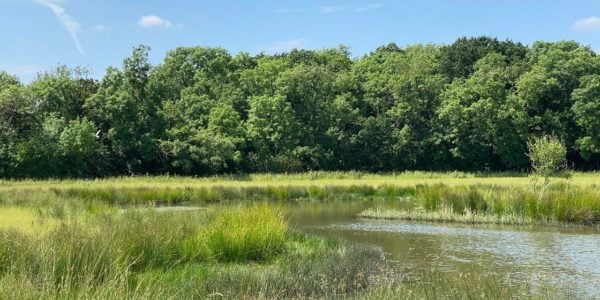grassland woodland
