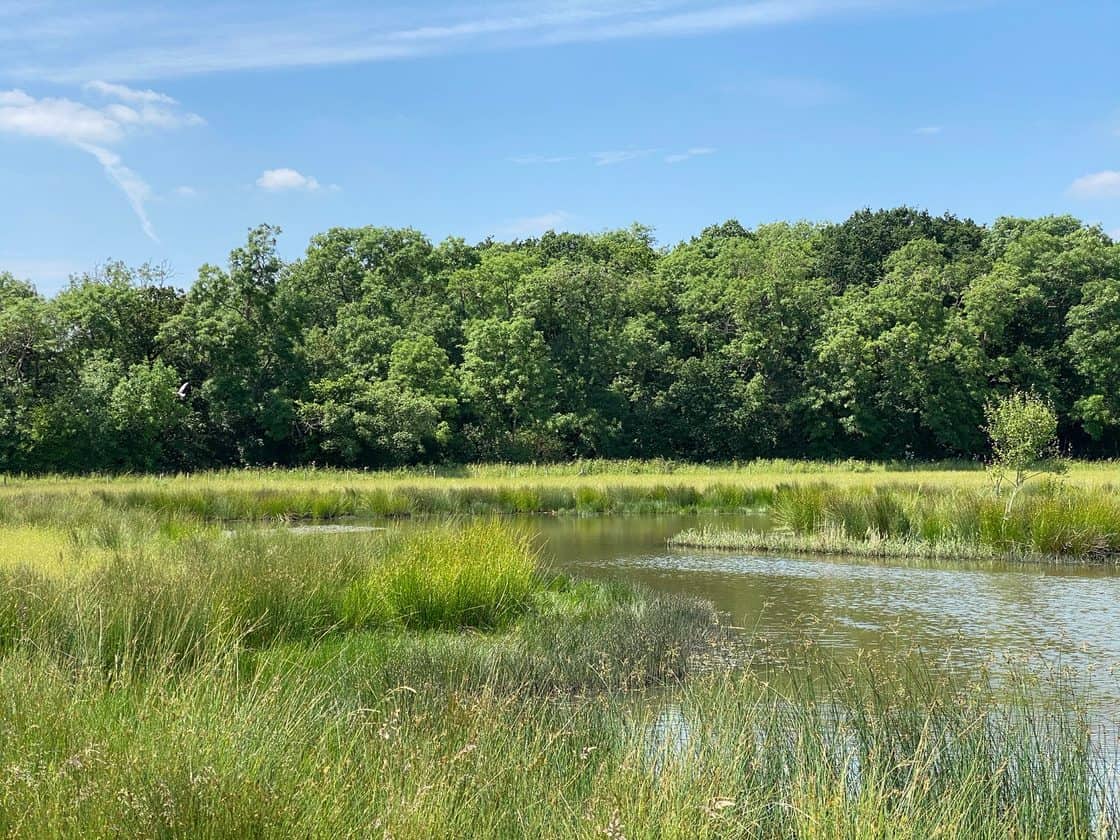 grassland woodland