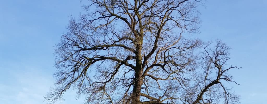 tree in winter