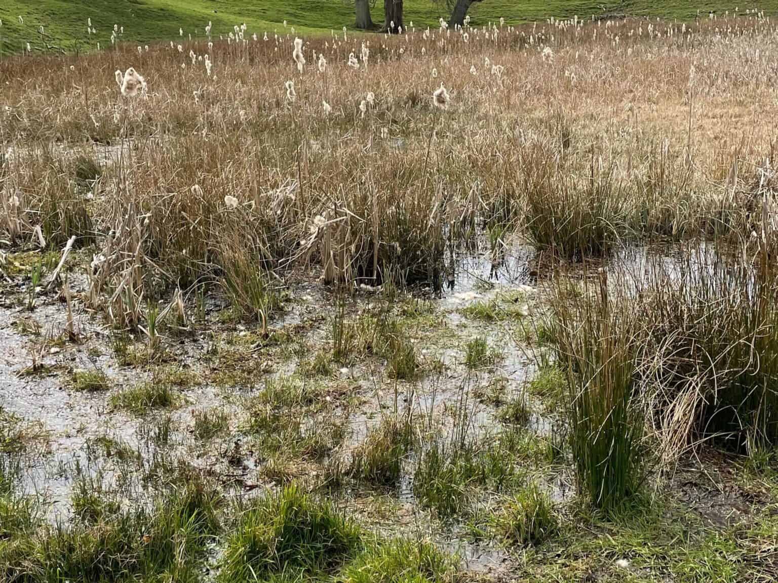 Aquatic Plants MMU Field Studies Council