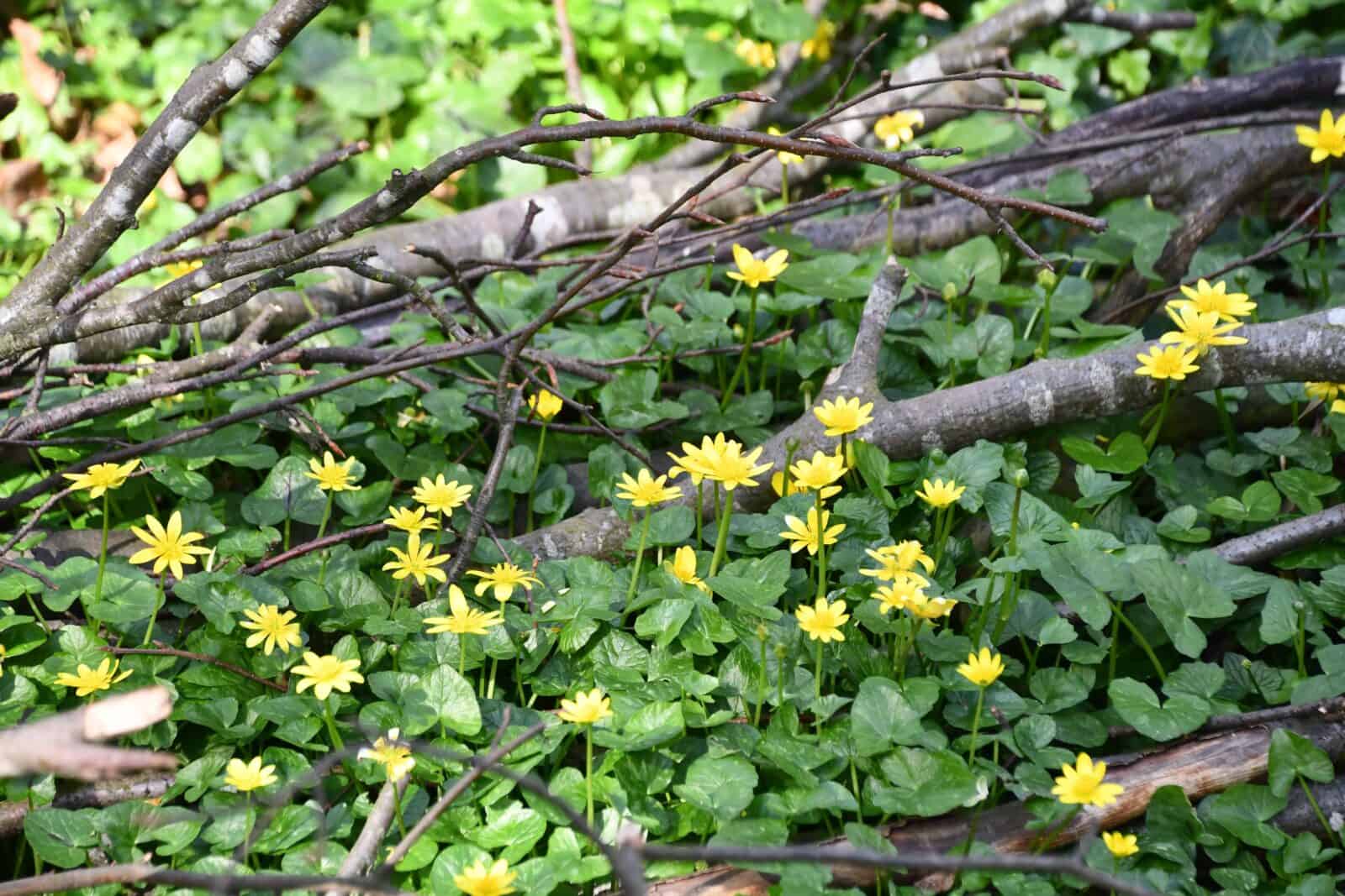 Celandines in woodland