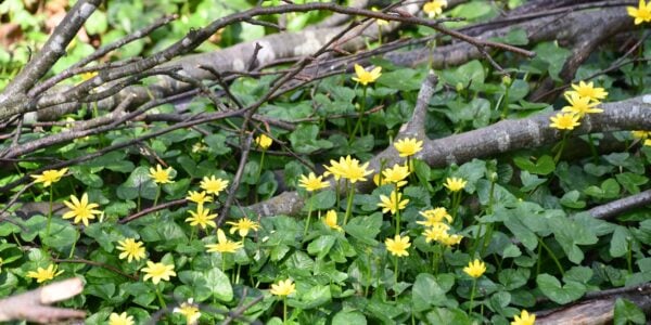 Celandines in woodland