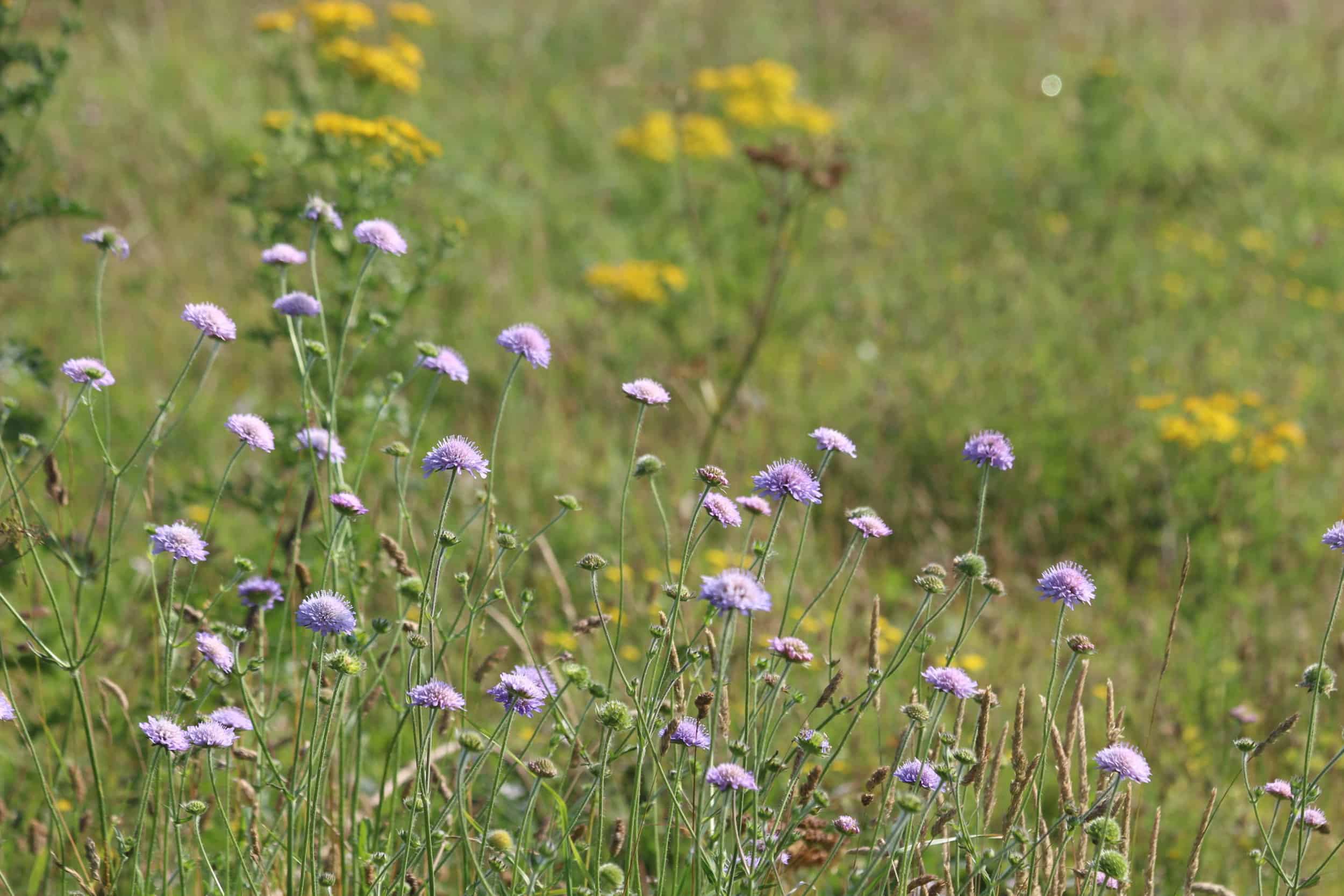 Field of flowers