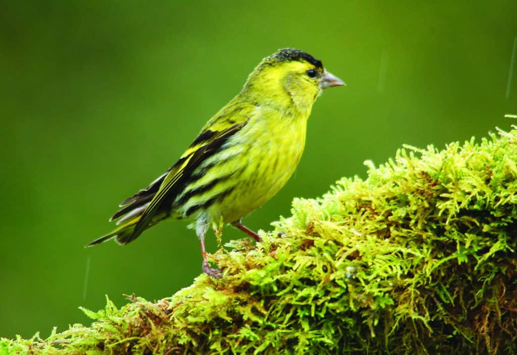 Practical Bird Field Skills - 24/06/2023 – Field Studies Council