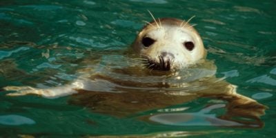 seal in the water