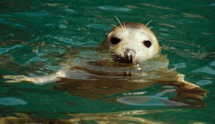 seal in the water