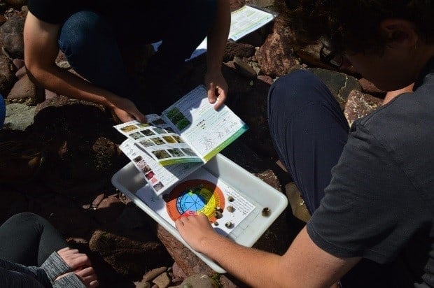 ecology on beach