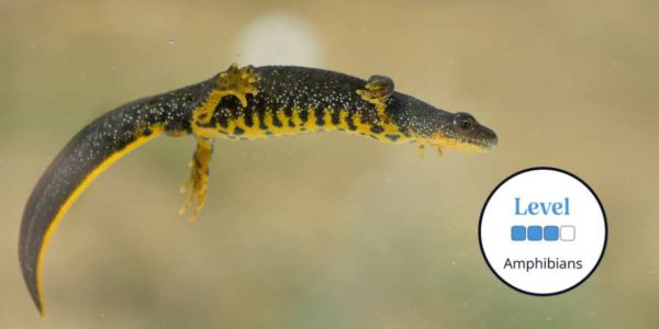 great crested newt swimming in clear water