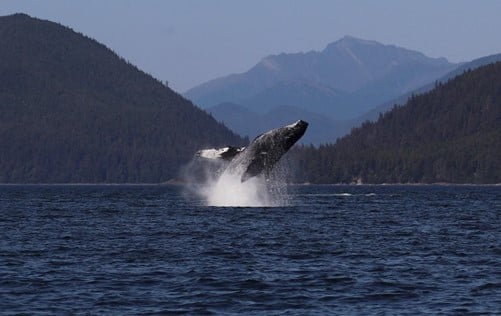 Whale breaching from the water surrounded by mountains.