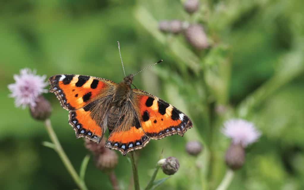 Small tortoiseshell butterfly on a bush