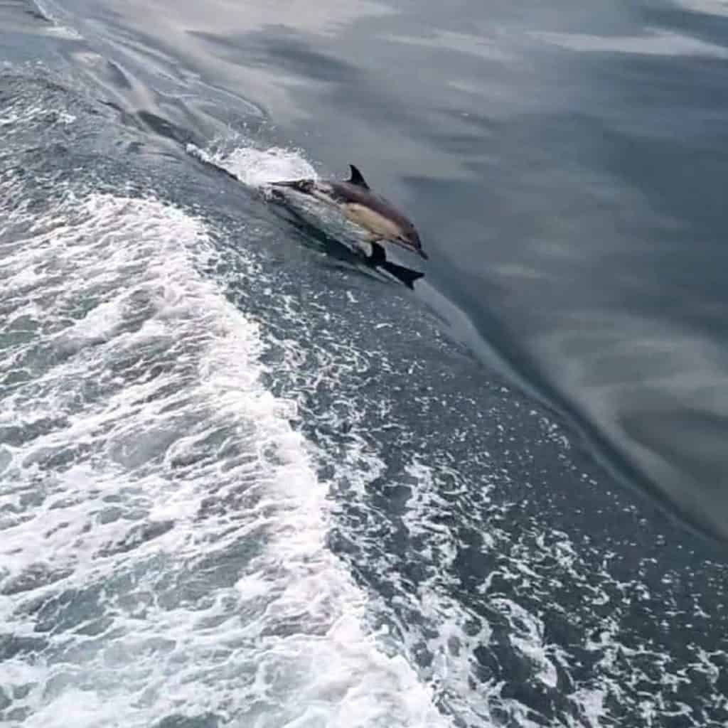 Dolphin diving through a cresting wave
