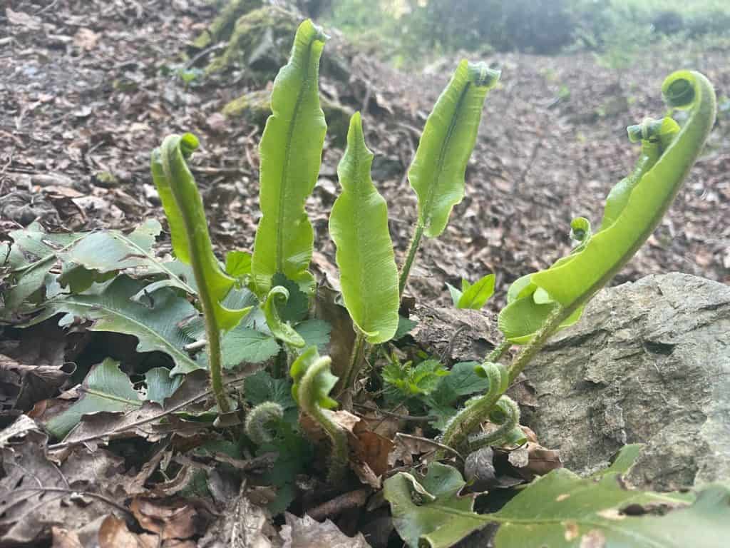 5 fern tongues on woodland floor