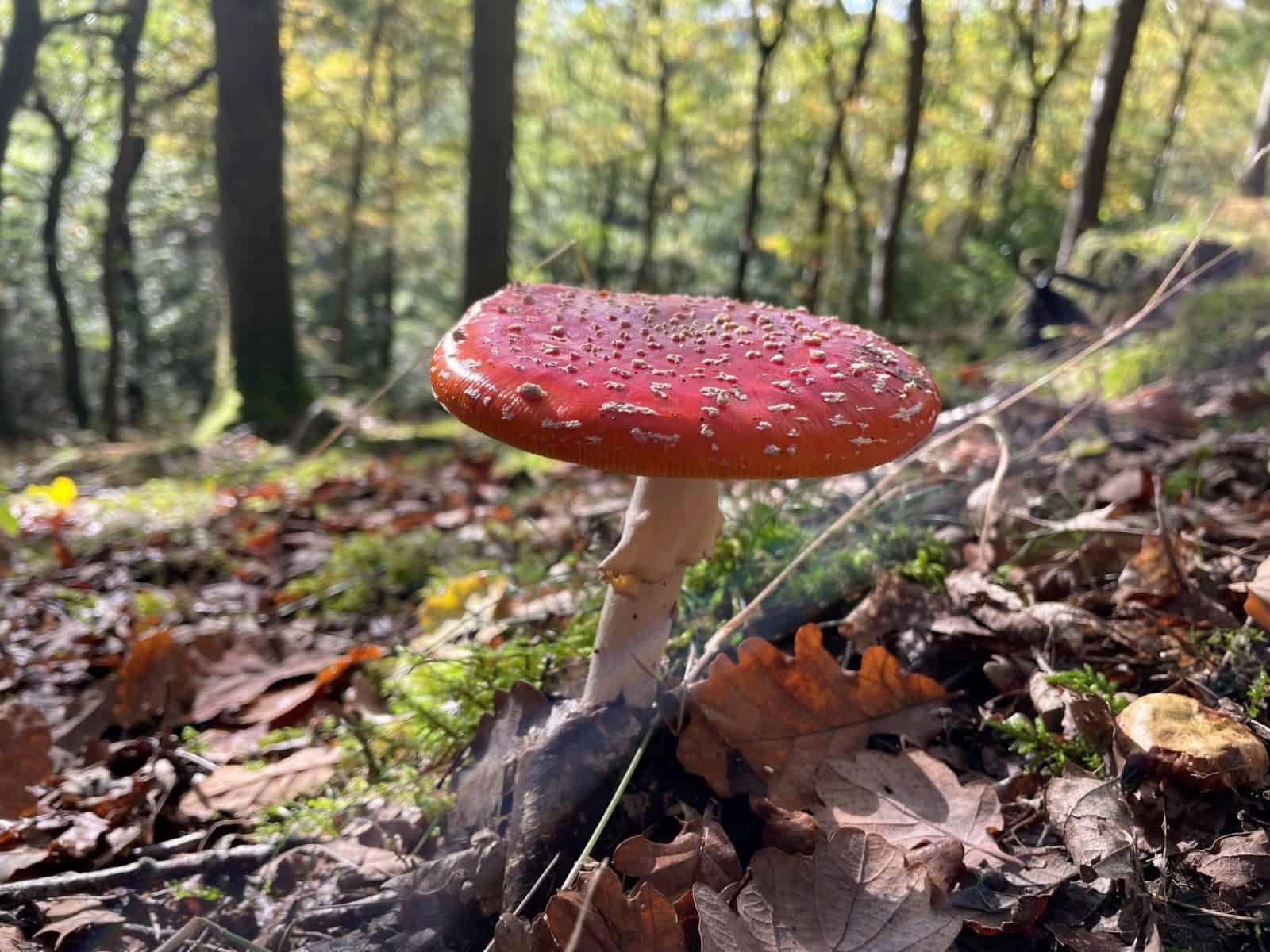 red fly agaric growing in a wood surrounded by leaves