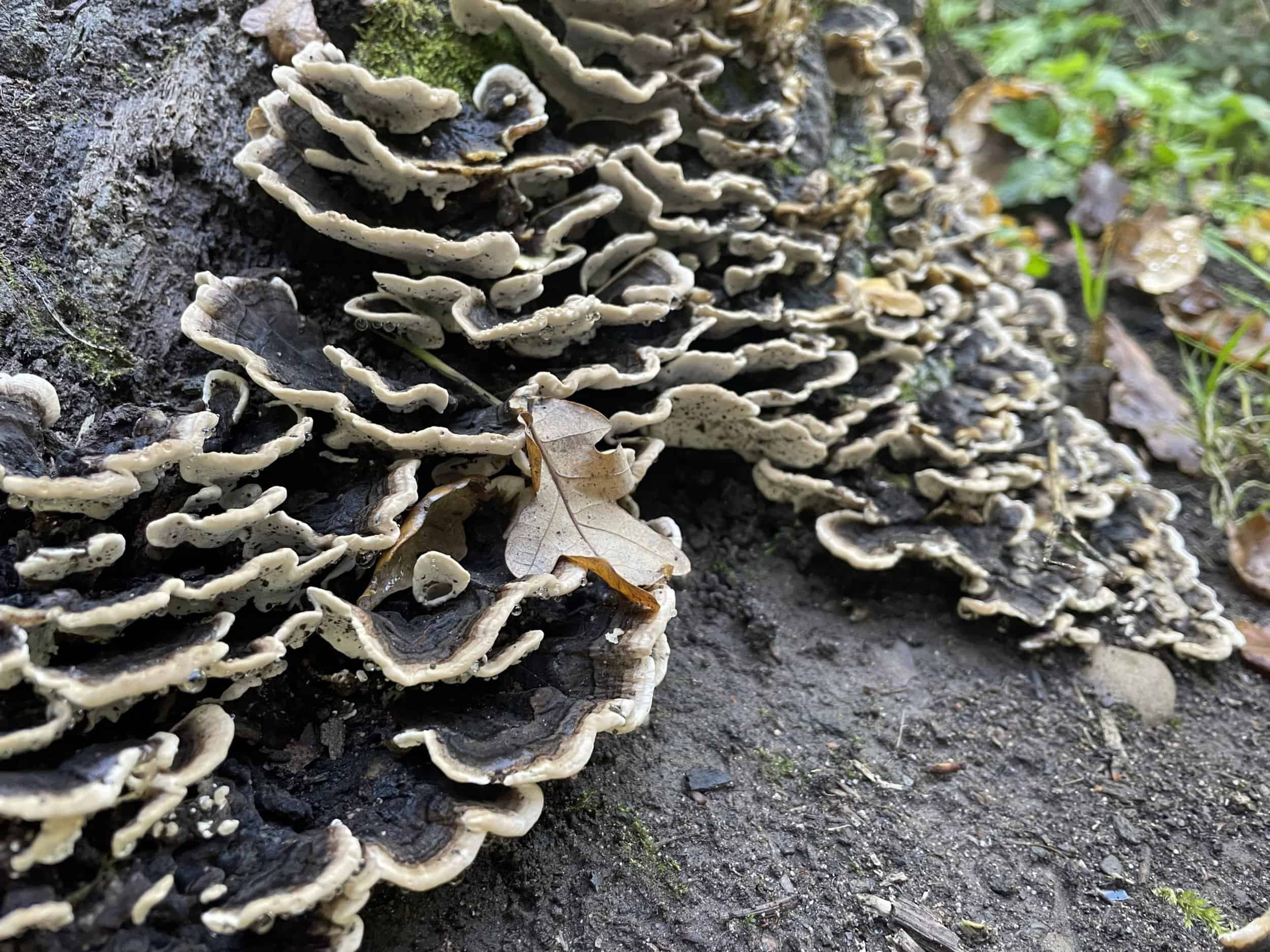 Fungi growing on trees