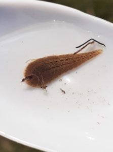 Leech identification requires a good view of their eyes. This can be done by placing rhem onto a white spoon.