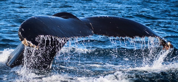 Whale tail above the sea. 