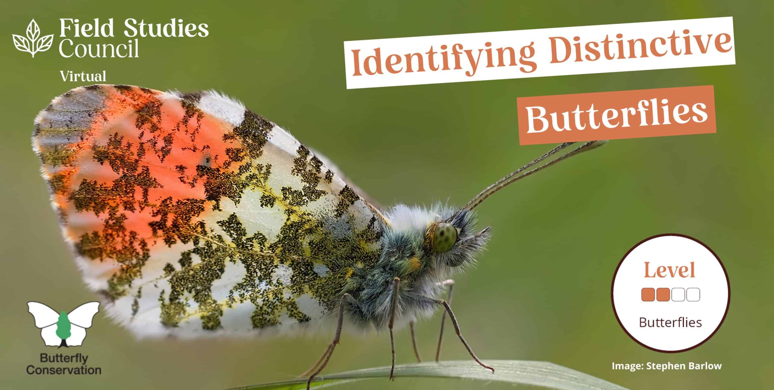 Butterfly and Moths Courses Expert Tuition Field Studies Council