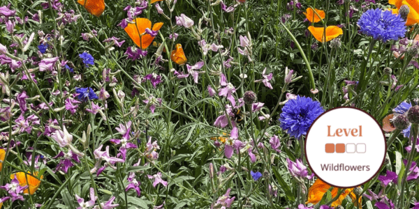 A Beginner's Guide to Wildflower Gardens