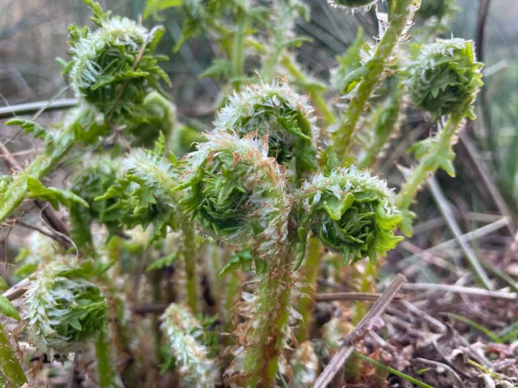 6 to 8 Unferling ferns