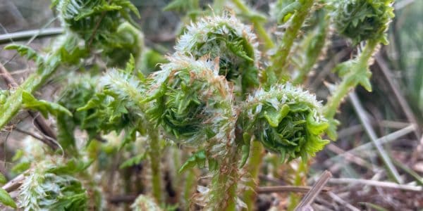 6 to 8 Unferling ferns