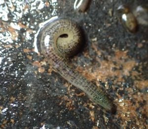 Patterns and colours on leeches helps with their identification.