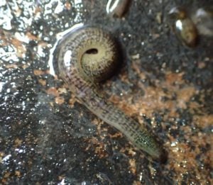 Freshwater Leech 