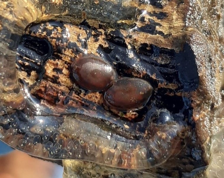 Identifying leeches can be acheived by looking at the type of cocoons.