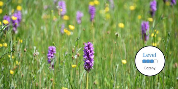 Wildflowers – Field Studies Council